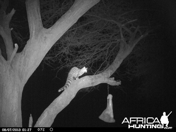 Genet Cat Trail Camera