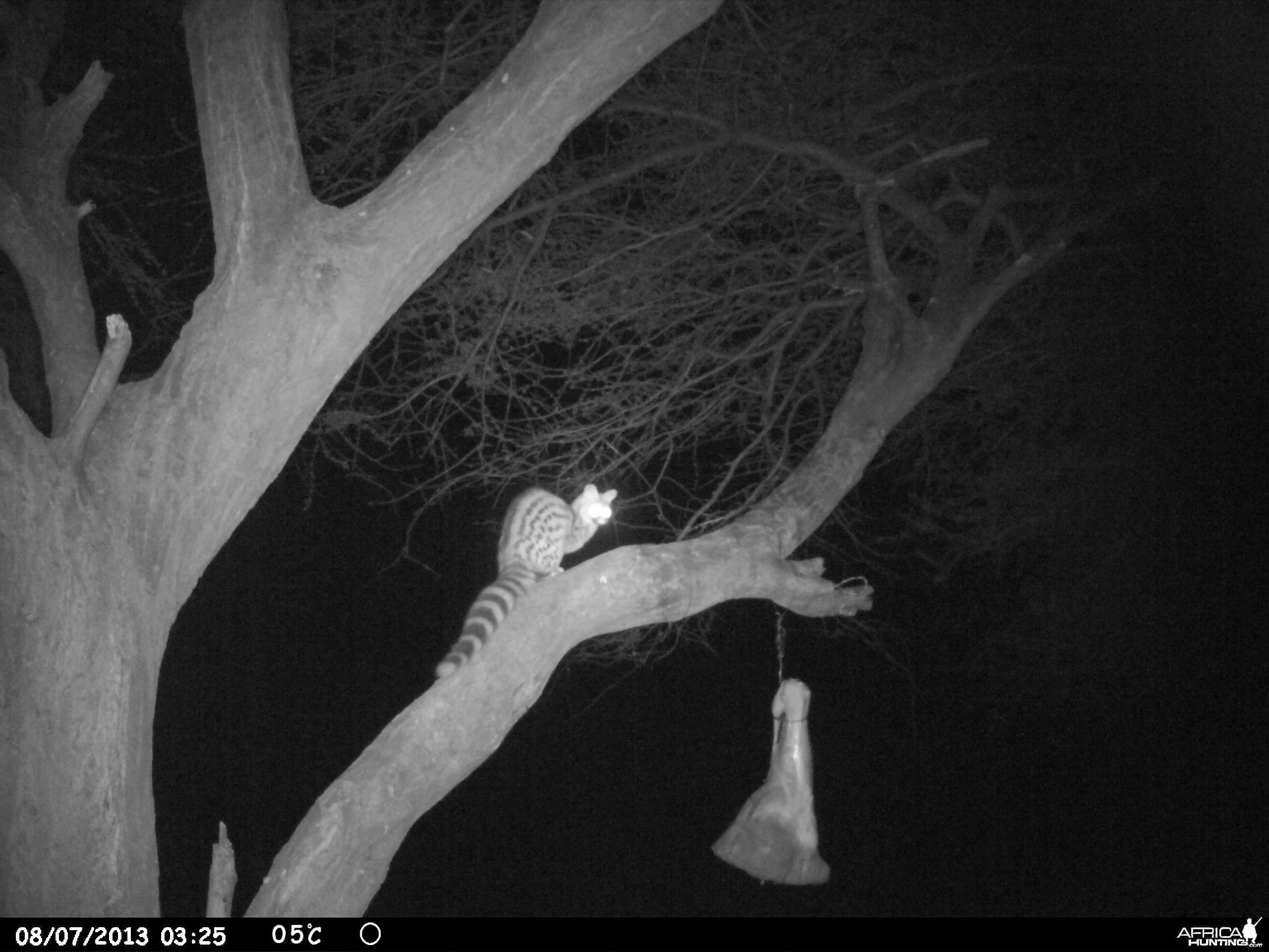 Genet Cat Trail Camera