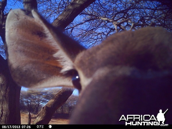 Greater Kudu Trail Camera