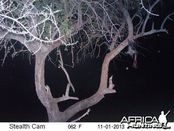 Honey Badger Trail Camera