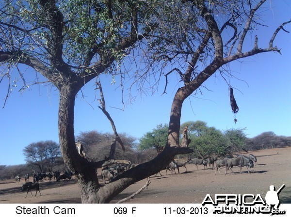 Blue Wildebeest Trail  Camera