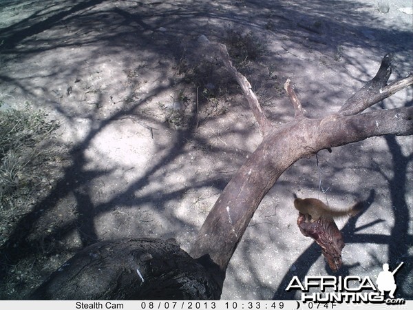 Red Mongoose Trail Camera