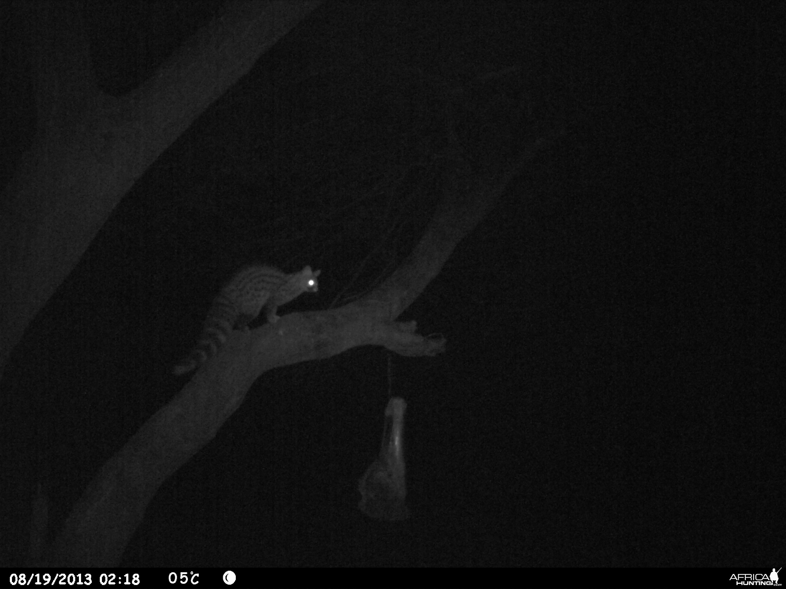 Genet Cat Trail Camera