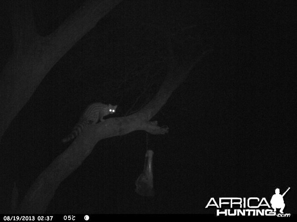 Genet Cat Trail Camera