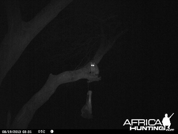 Genet Cat Trail Camera