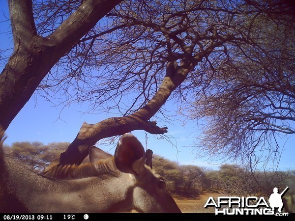 Greater Kudu Trail Camera