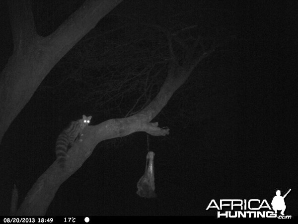 Genet Cat Trail Camera