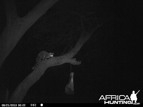 Genet Cat Trail Camera