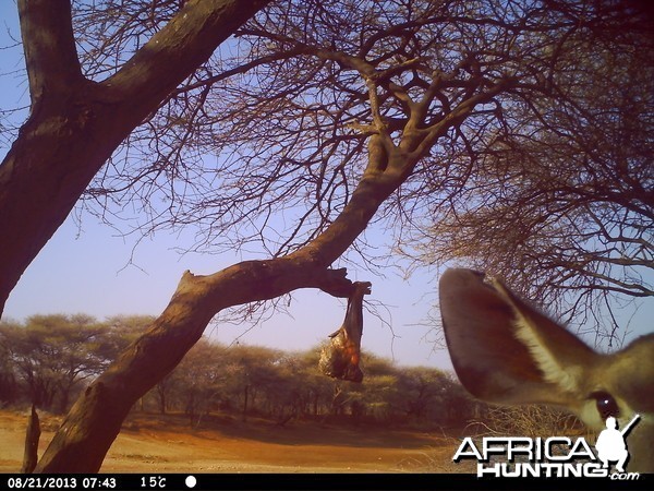 Greater Kudu Trail Camera