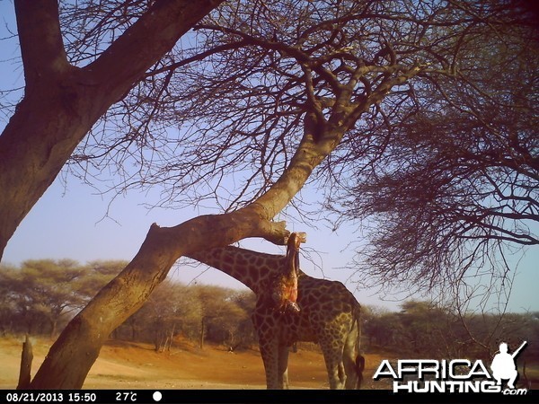 Giraffe Trail Camera