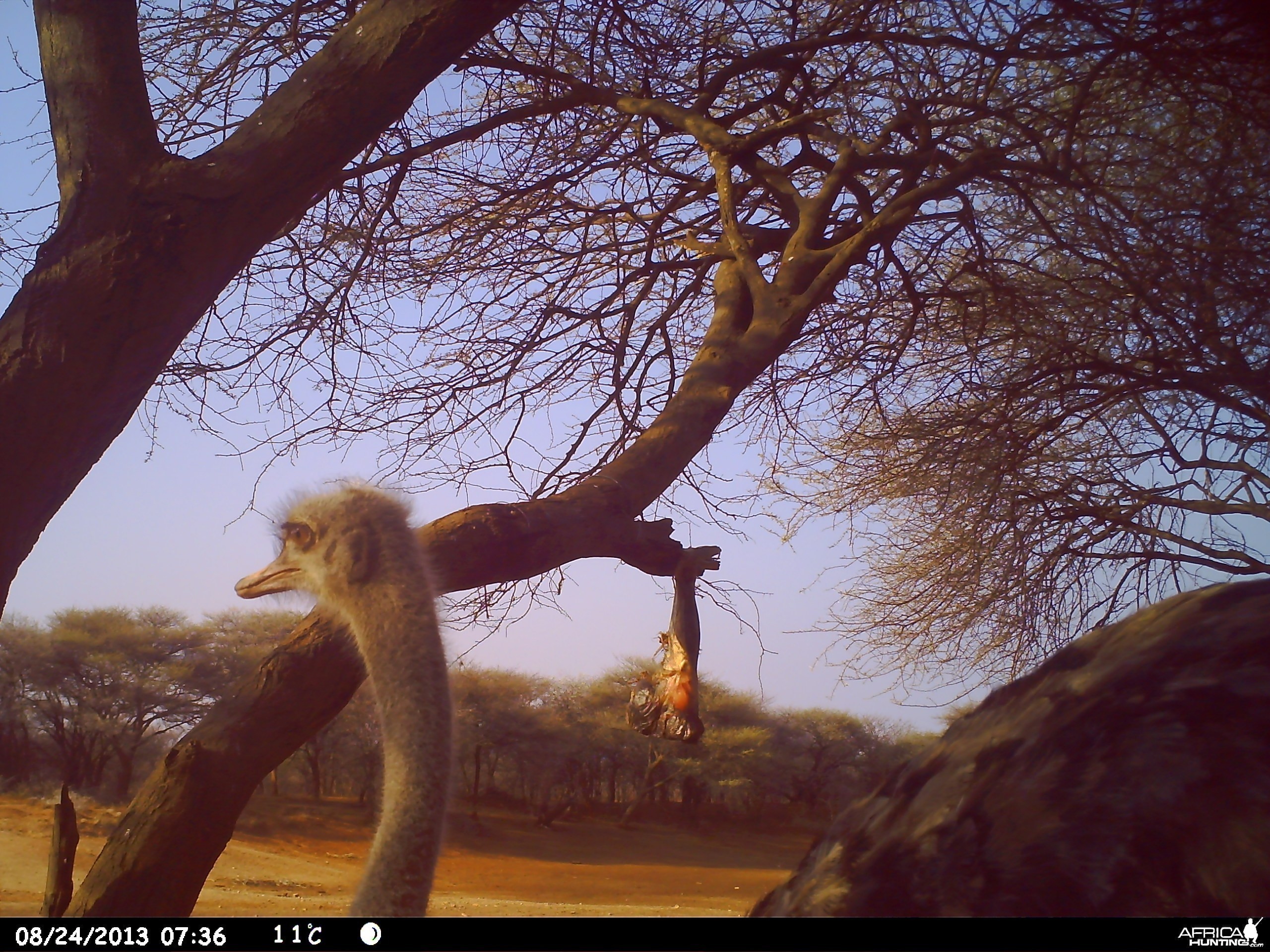 Ostrich Trail Camera
