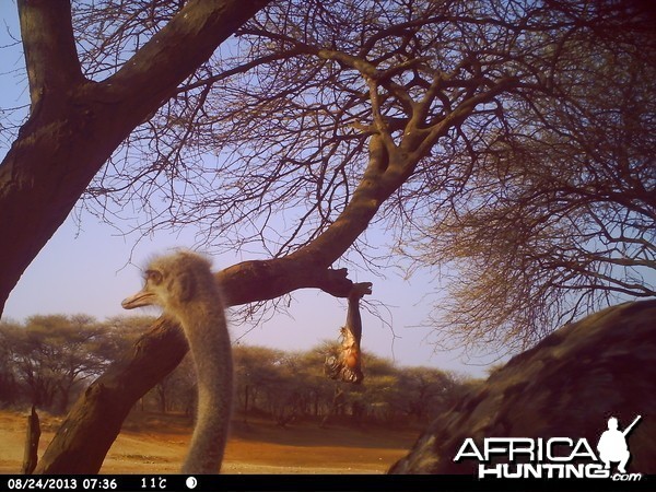 Ostrich Trail Camera