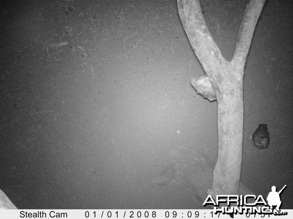 Owl Trail Camera