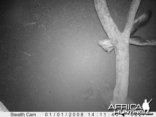 Trail Camera