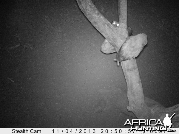 Owl Trail Camera