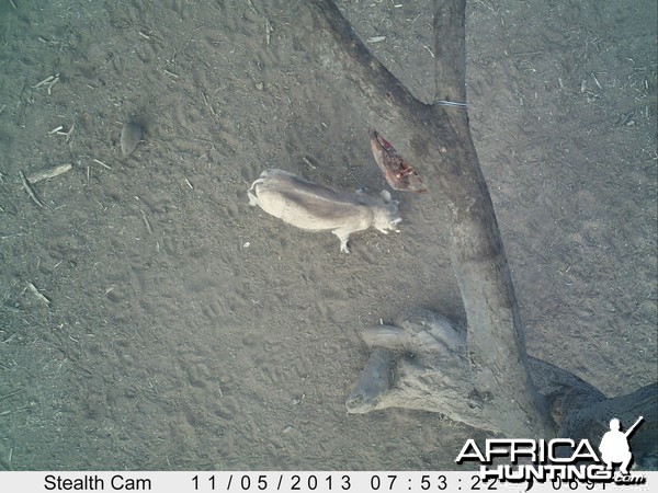 Warthog Trail Camera