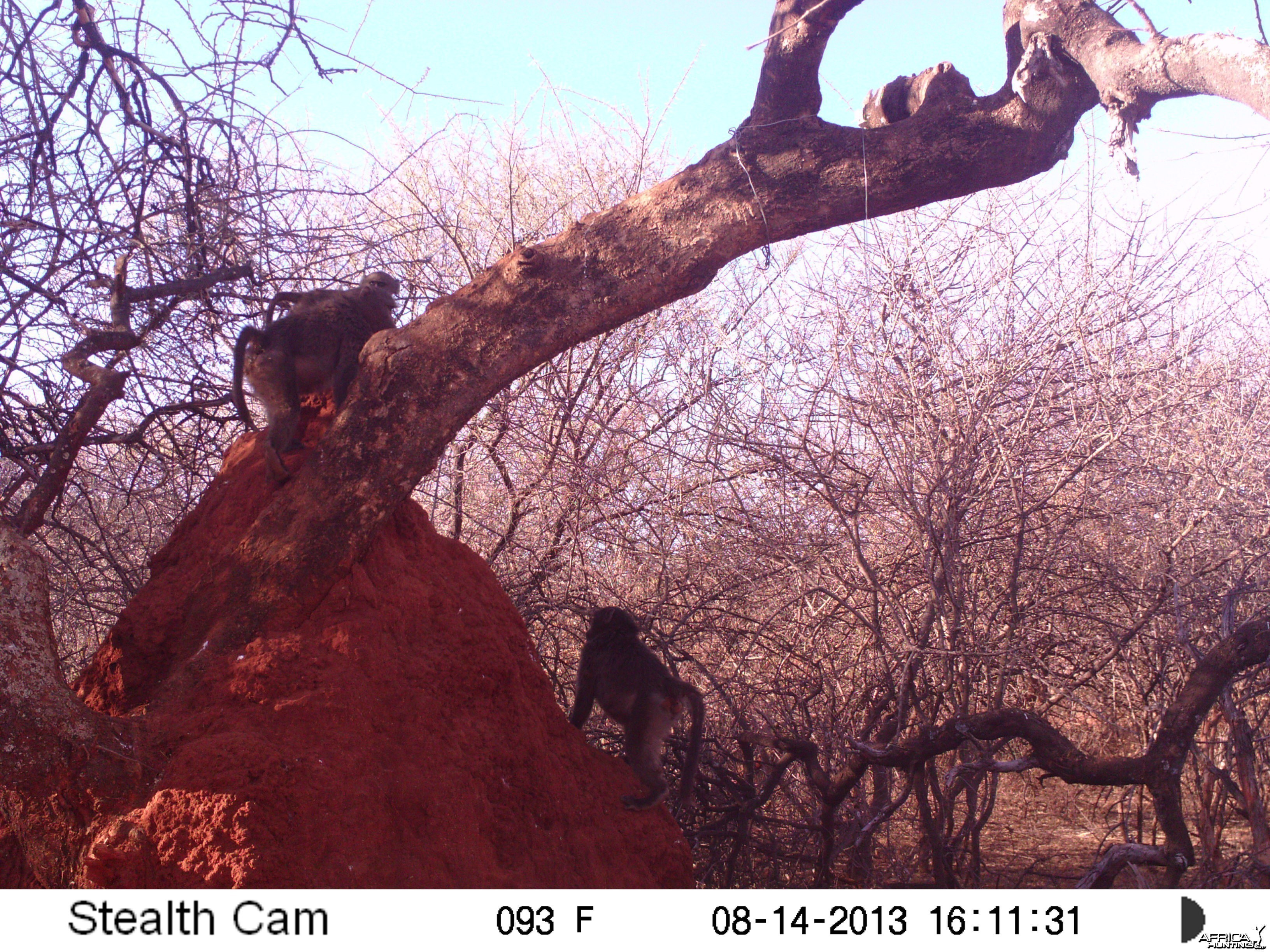 Baboon Trail Camera