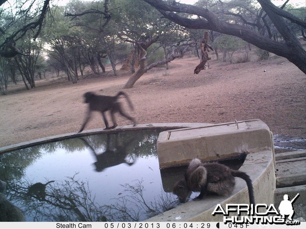 Baboon Trail Camera