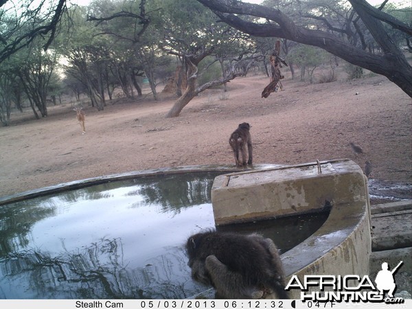 Baboon Trail Camera