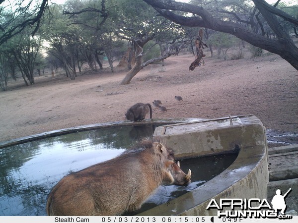 Warthog Trail Camera