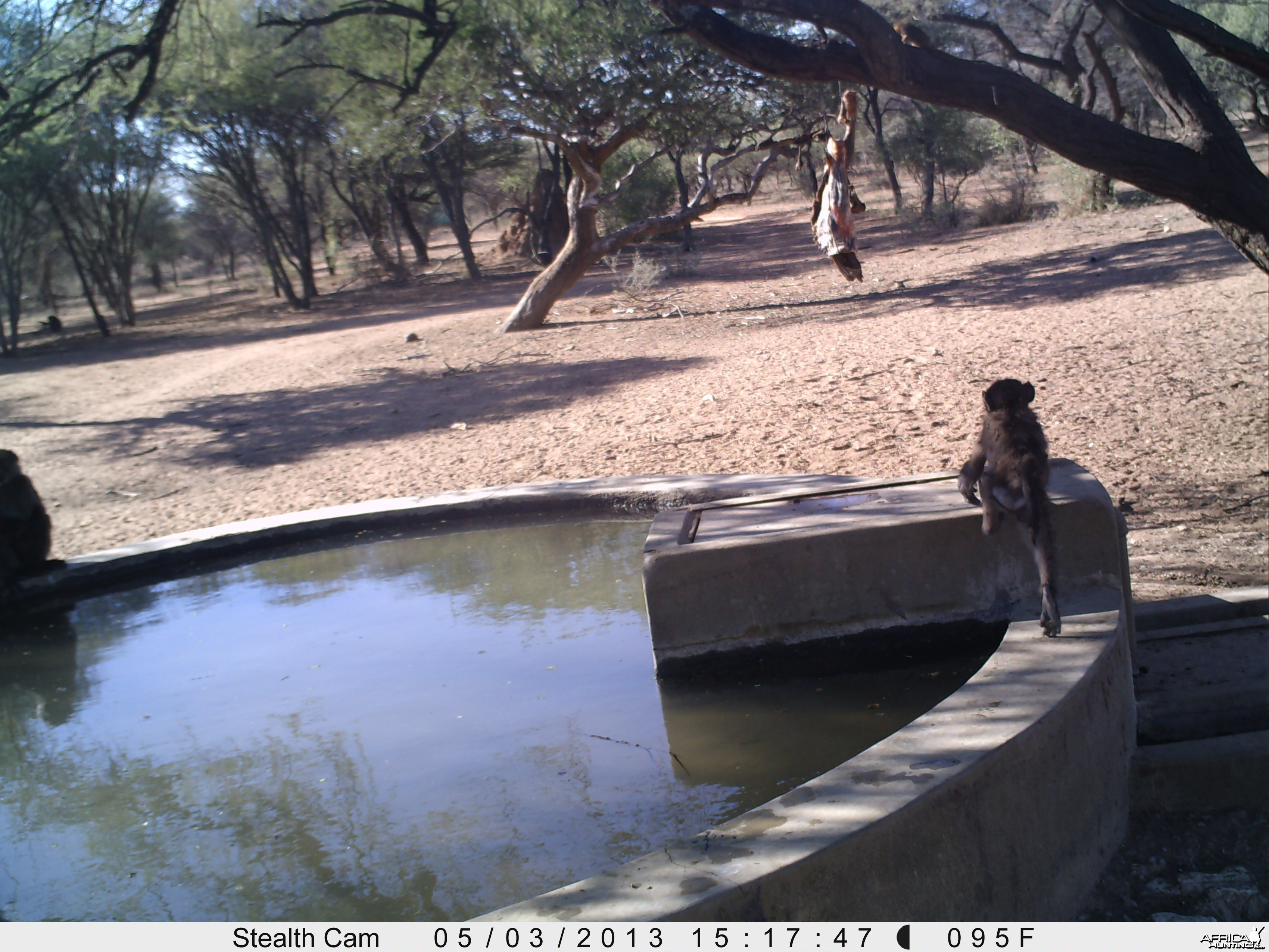 Baboon Trail Camera