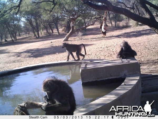 Baboon Trail Camera