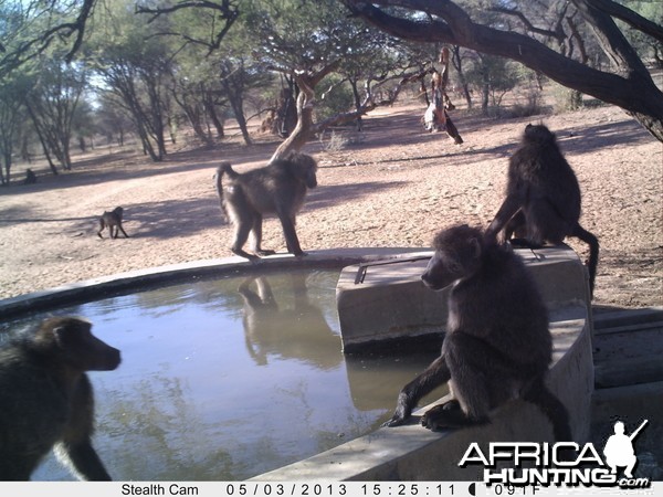 Baboon Trail Camera