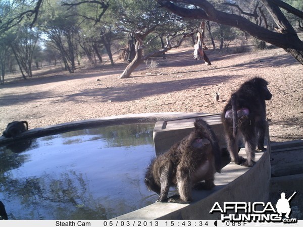 Baboon Trail Camera