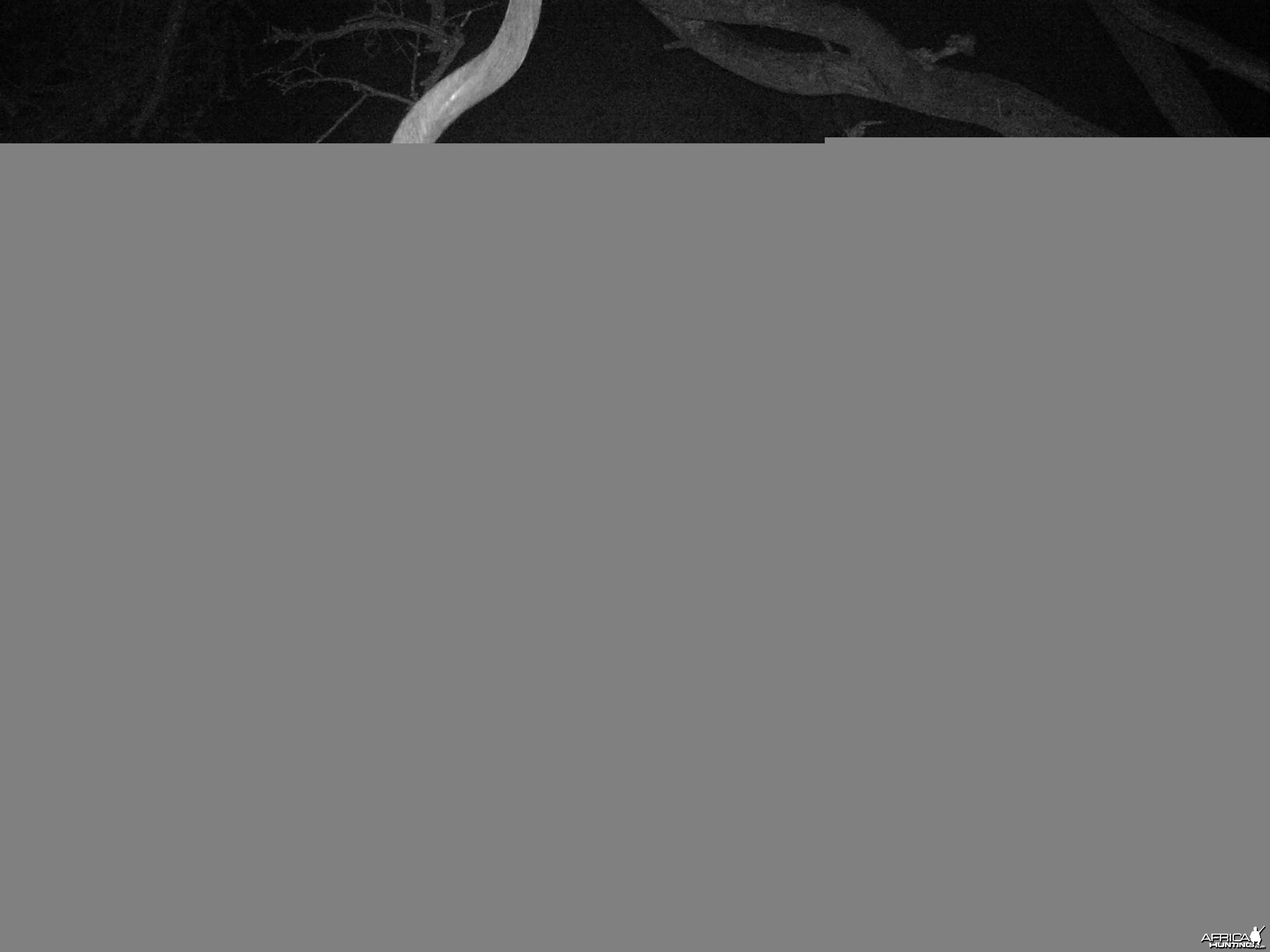 Greater Kudu Trail Camera