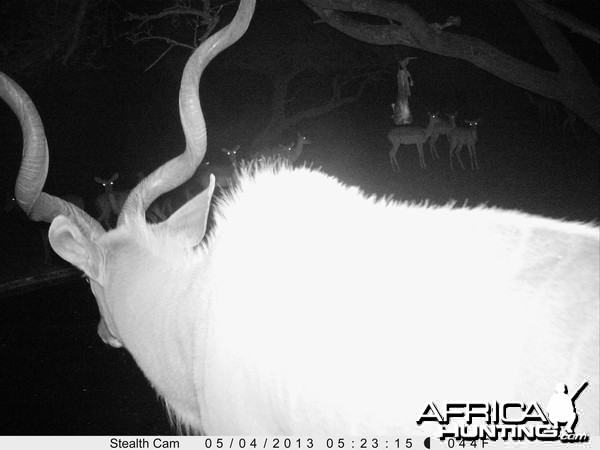 Greater Kudu Trail Camera