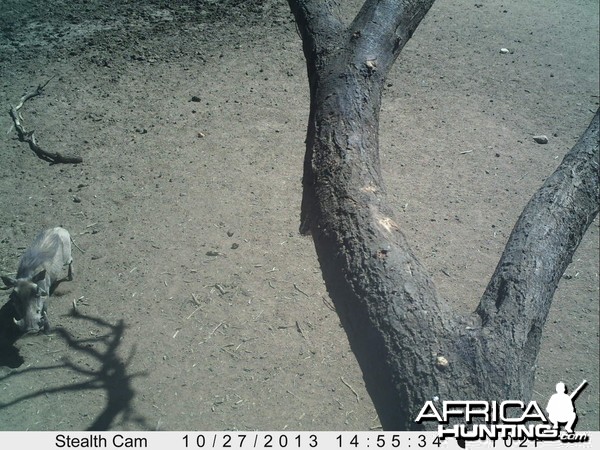 Warthog Trail Camera