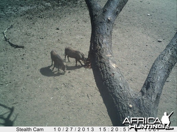 Warthog Trail Camera