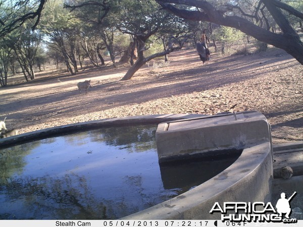 Honey Badger Trail Camera