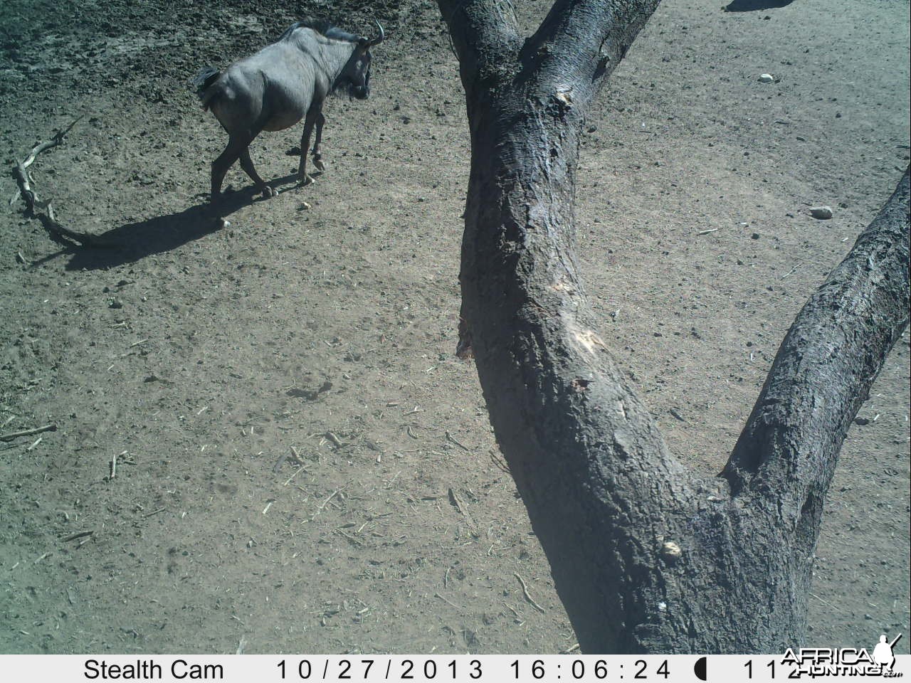 Blue Wildebeest Trail Camera
