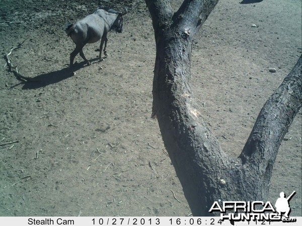 Blue Wildebeest Trail Camera