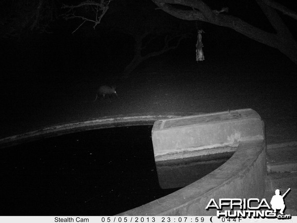 Aardvark or Antbear Trail Camera