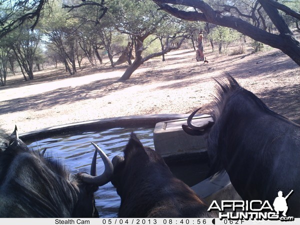 Blue Wildebeest Trail Camera