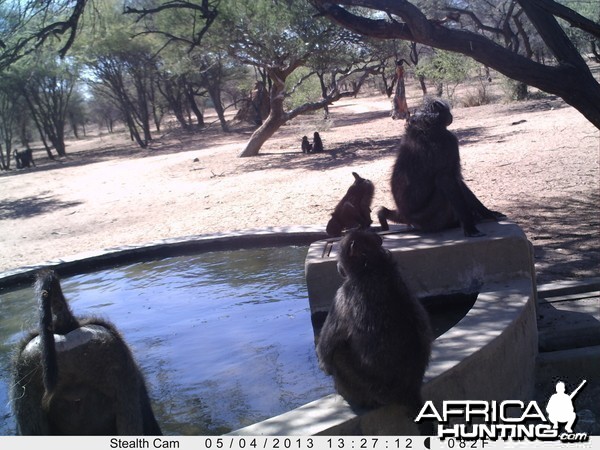 Baboon Trail Camera