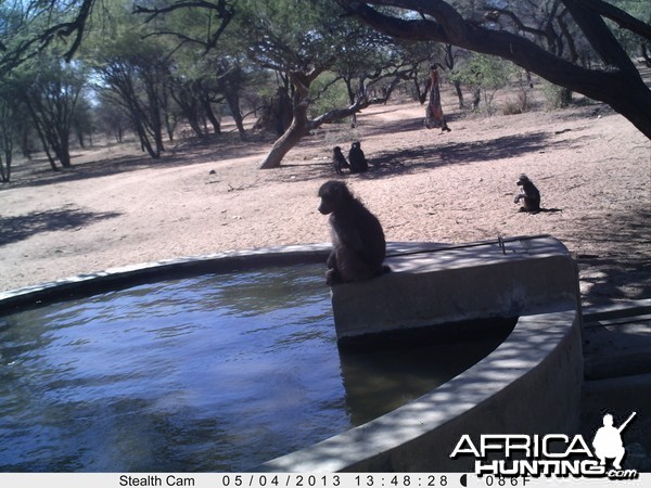 Baboon Trail Camera