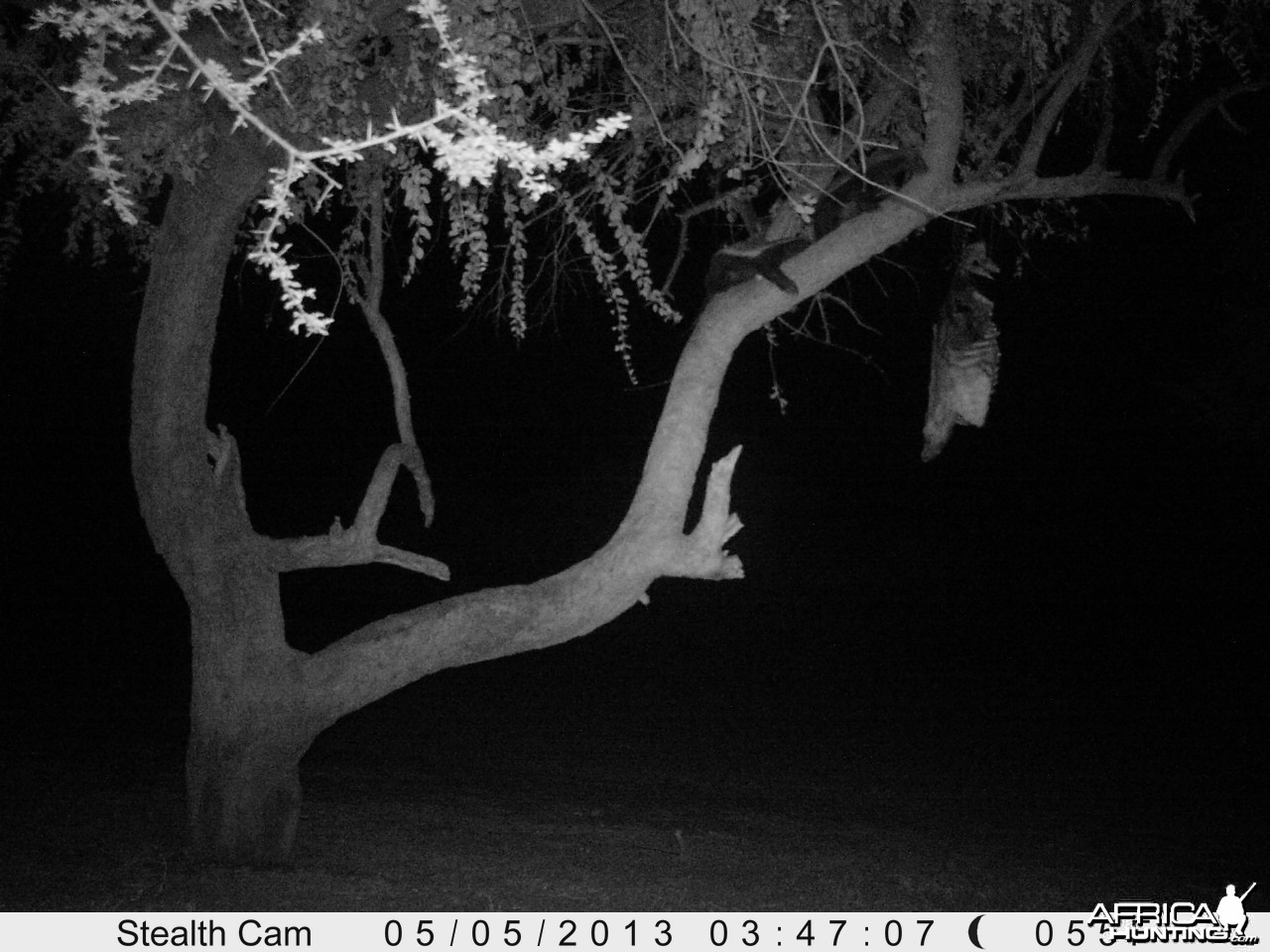 Honey Badger Trail Camera