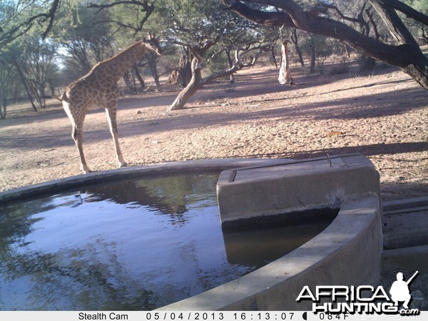 Giraffe Trail Camera