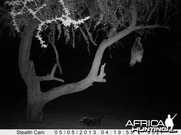 Honey Badger Trail Camera