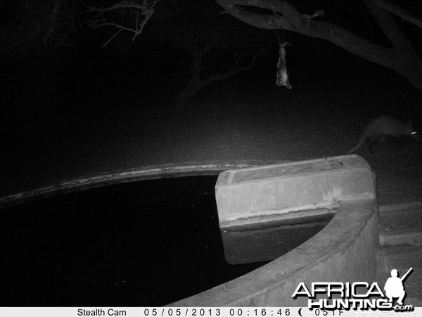 Aardvark or Antbear Trail Camera