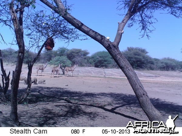 Greater Kudu Trail Camera