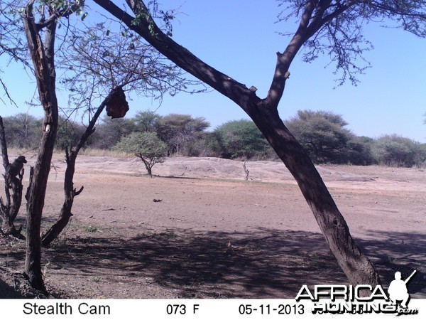 Baboon Trail Camera