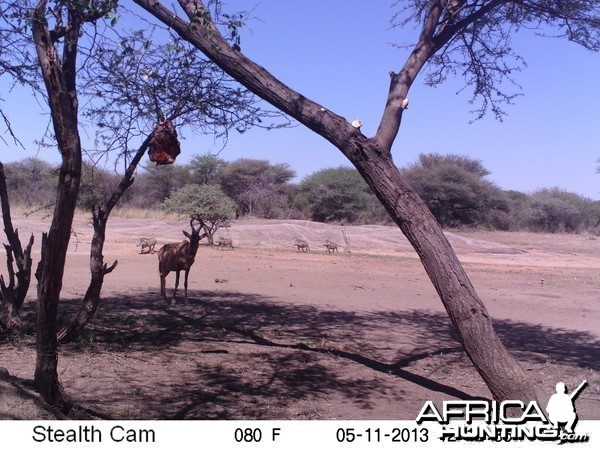 Red Hartebeest Trail Camera