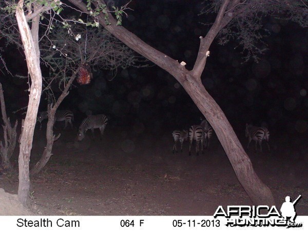 Zebra Trail Camera