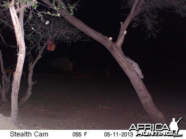 Genet Cat Trail Camera