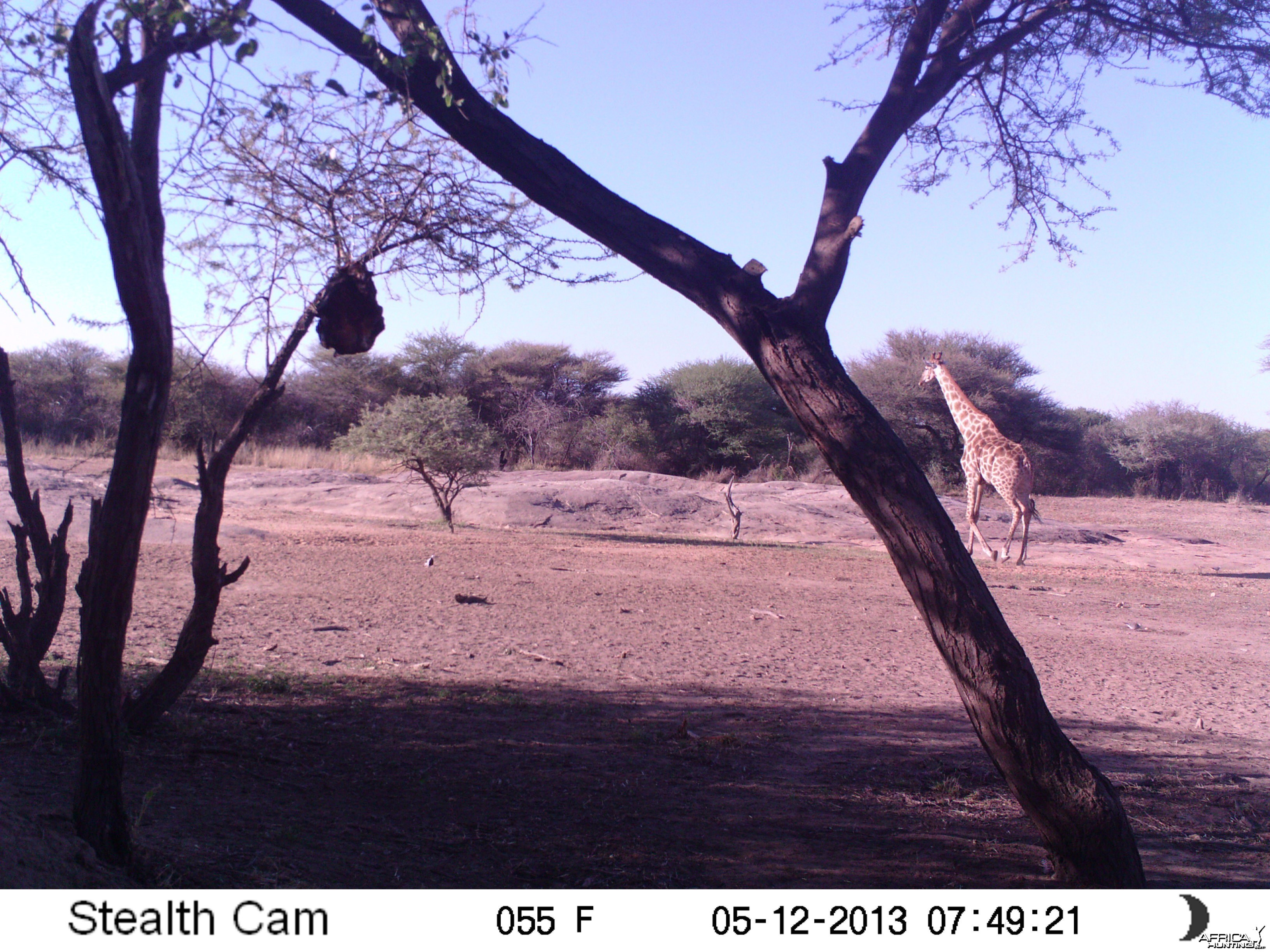 Giraffe Trail Camera