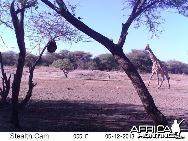 Giraffe Trail Camera